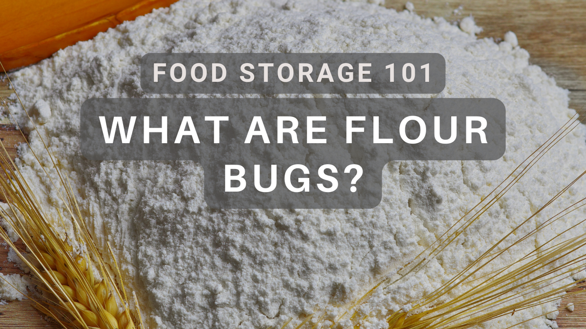 Dealing with Flour Bugs Tips for a PestFree Kitchen TIGHTVAC